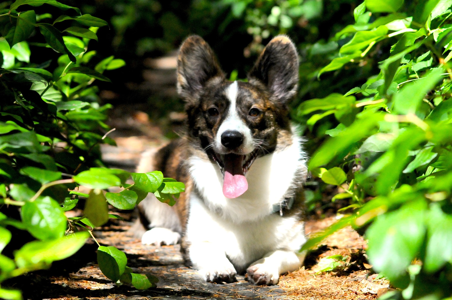 Seu cachorro pode ser o eleito do concurso Cachorro do Ano da Gazeta do Povo. Fase de votações começa amanhã! Fonte: Pixabay