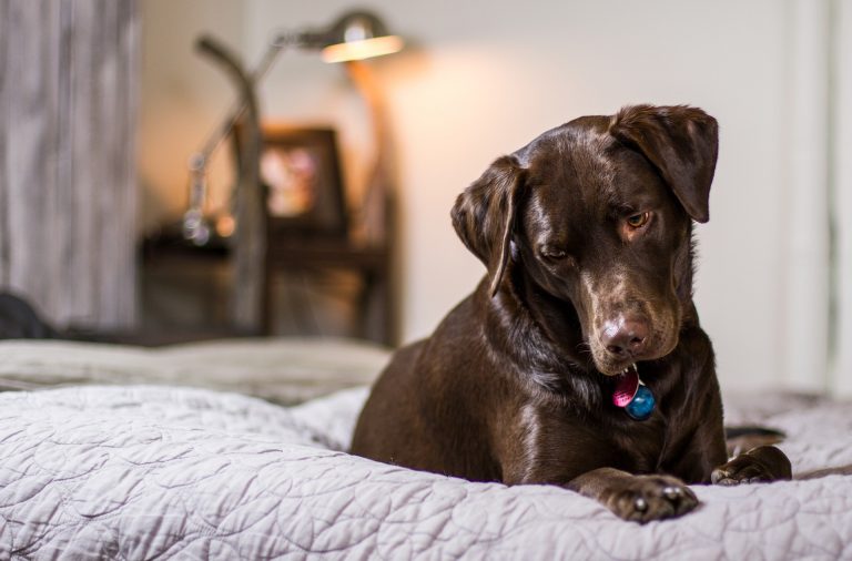 Deixar seu cachorro sozinho em casa requer muitos cuidados. Veja as principais dicas de especialista. Foto: Pixabay
