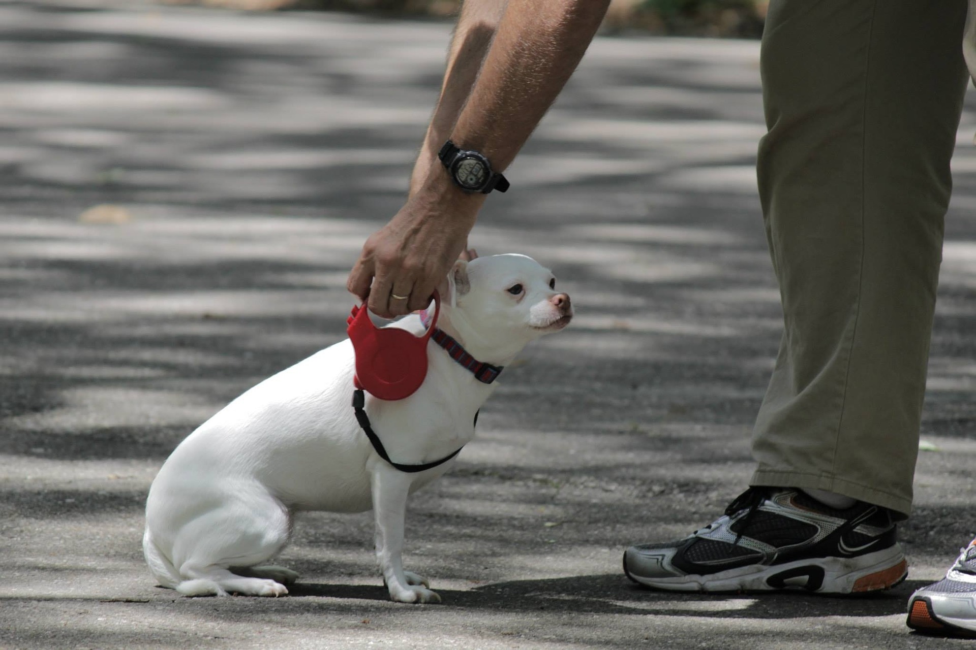 Passear com seu cachorro antes de deixar ele sozinho em casa estimula o hormônio que reduz a ansiedade. Foto: Pixabay Passear com seu cachorro antes de deixar ele sozinho em casa estimula o hormônio que reduz a ansiedade. Foto: Pixabay