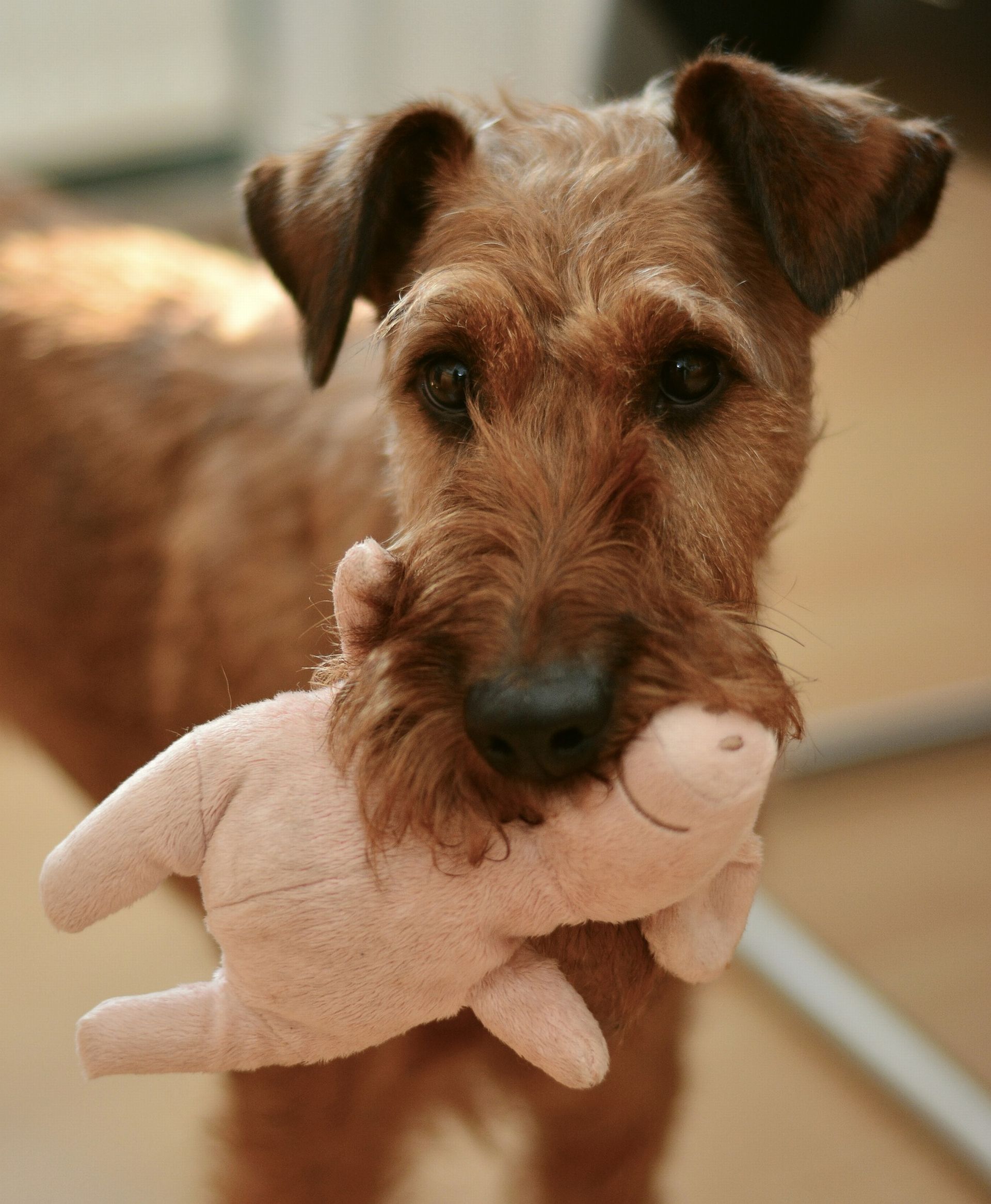 Enriquecer o ambiente com brinquedos antes de sair é a primeira dica para deixar seu cão mais tranquilo em casa sozinho. Foto: Pixabay Enriquecer o ambiente com brinquedos antes de sair é a primeira dica para deixar seu cão mais tranquilo em casa sozinho. Foto: Pixabay