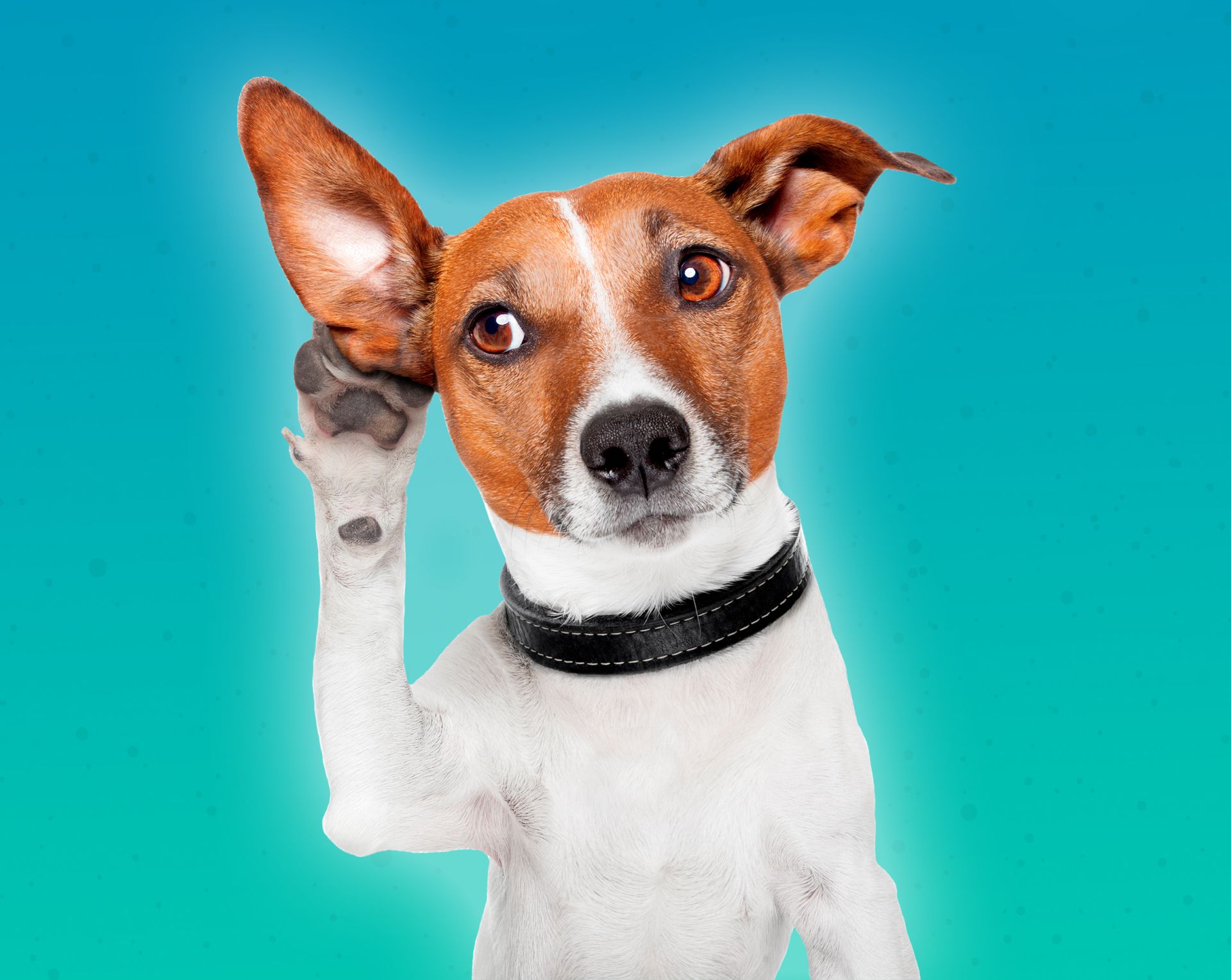 Votação para eleger o cachorro mais fofo de Curitiba e RM encerra em 31 de outubro. Foto: Divulgação