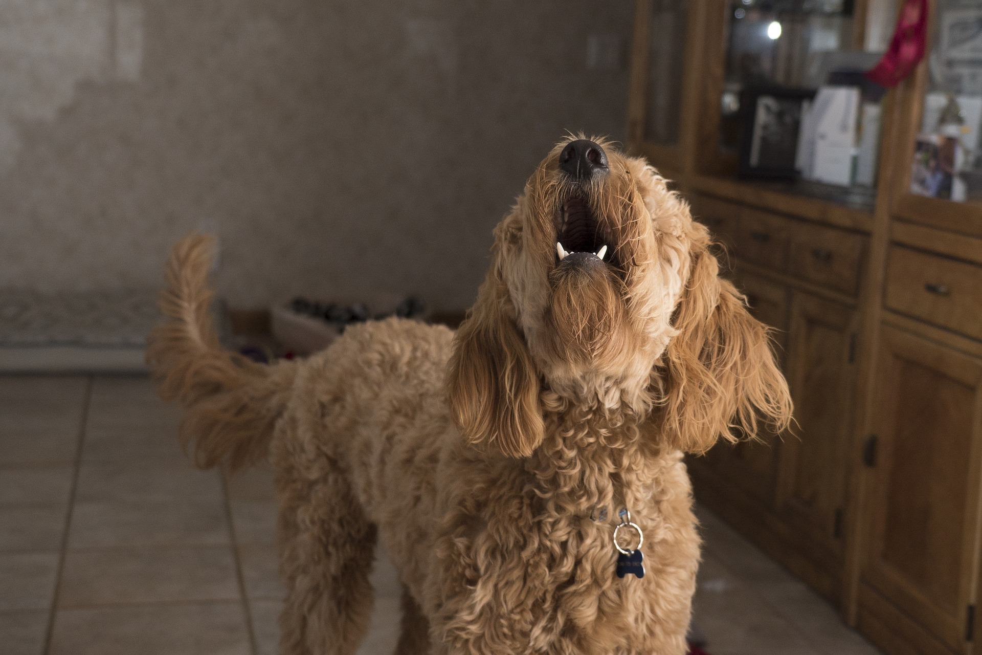 Latir demais pode ser causa da síndrome da separação com o dono. Foto: Pixabay Latir demais pode ser causa da síndrome da separação com o dono. Foto: Pixabay