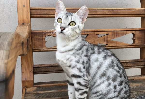 Exposição terá 116 gatos de diferentes raças neste fim de semana O gato da raça Mau Egípcio virá pela primeira vez à Curitiba. Foto: divulgação.
