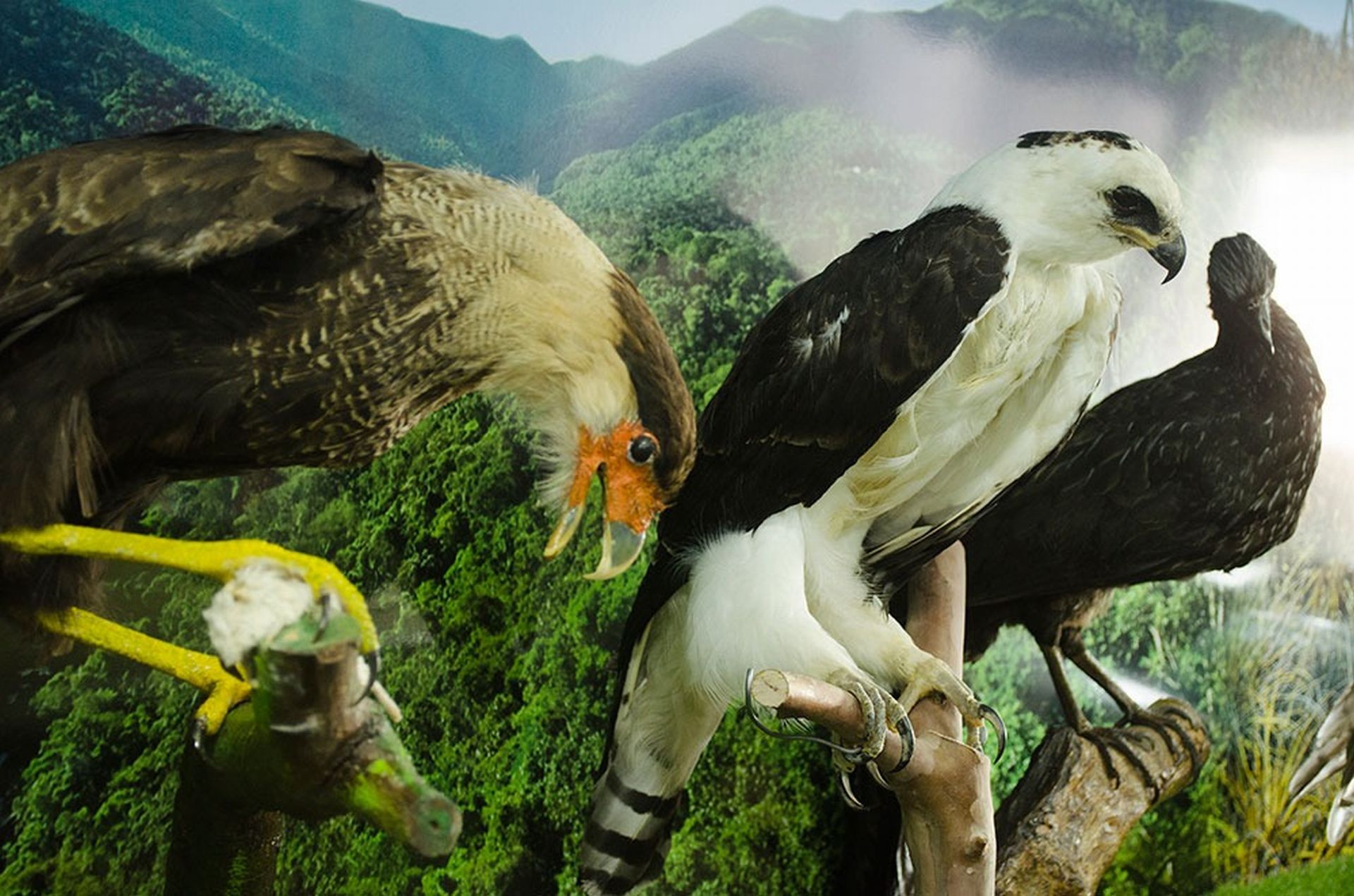 Mais de 60 espécies estão disponíveis para visitação no tour gratuito. Foto: divulgação. Mais de 60 espécies estão disponíveis para visitação no tour gratuito. Foto: divulgação.