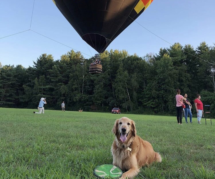 O cão de seis anos foi diagnosticado com câncer em maio. Foto: Instagram/FinnandYogi O cão de seis anos foi diagnosticado com câncer em maio. Foto: Instagram/FinnandYogi