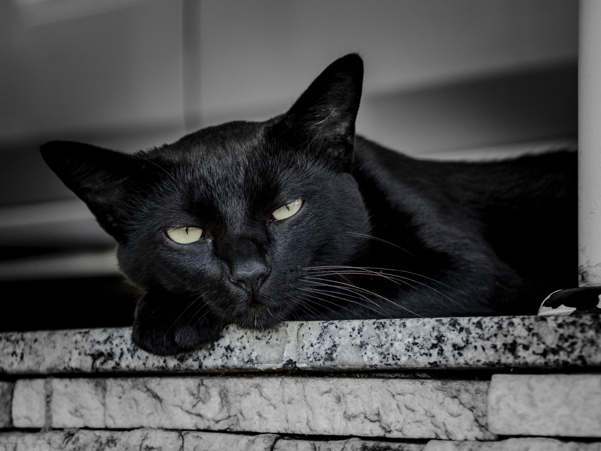 De onde vem a ideia de que gato preto dá azar?Foto: Antonio Visalli/Unsplash