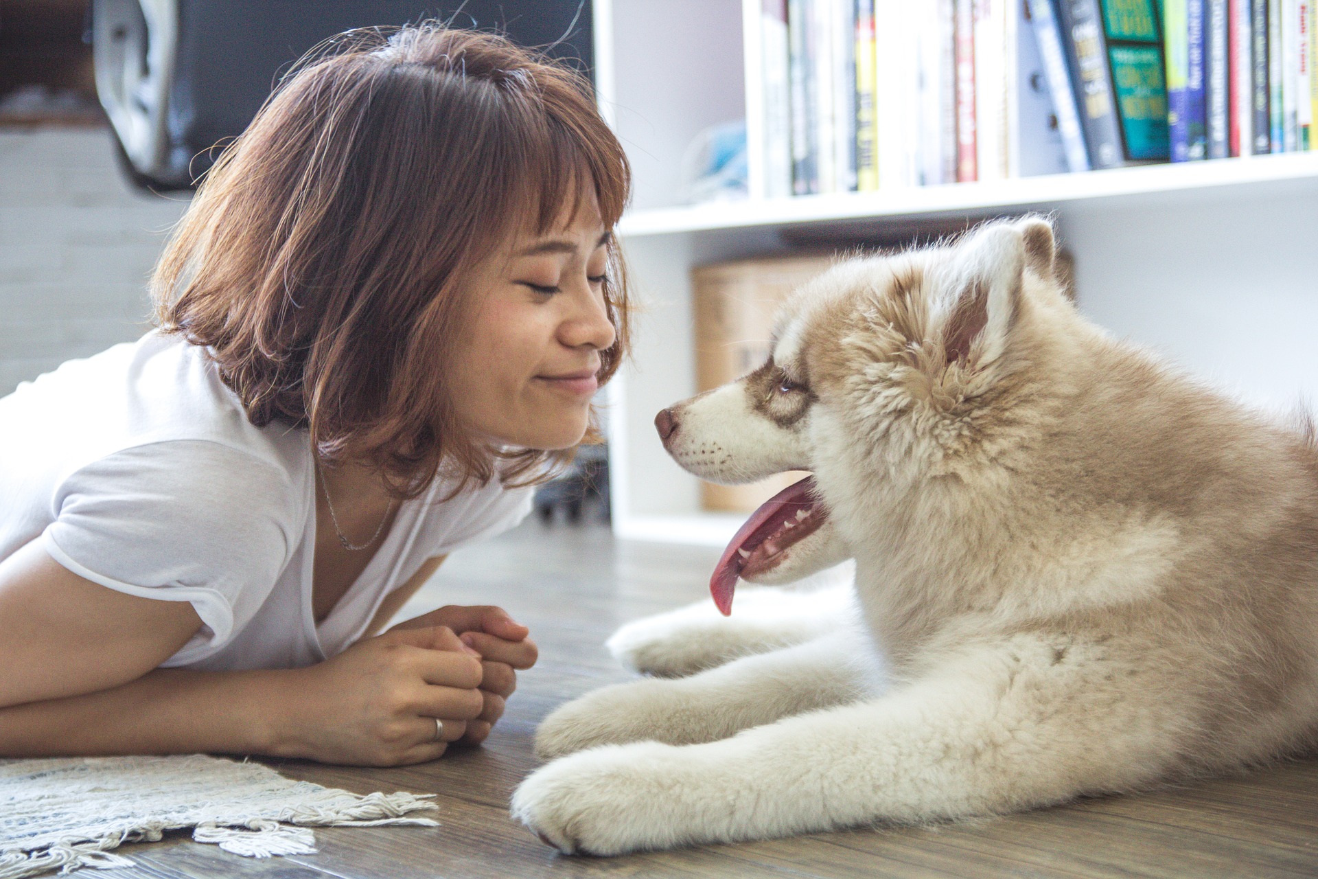 A boa comunicação com seu cachorro faz toda diferença no dia-a-dia dos dois. Foto: Pixabay A boa comunicação com seu cachorro faz toda diferença no dia-a-dia dos dois. Foto: Pixabay