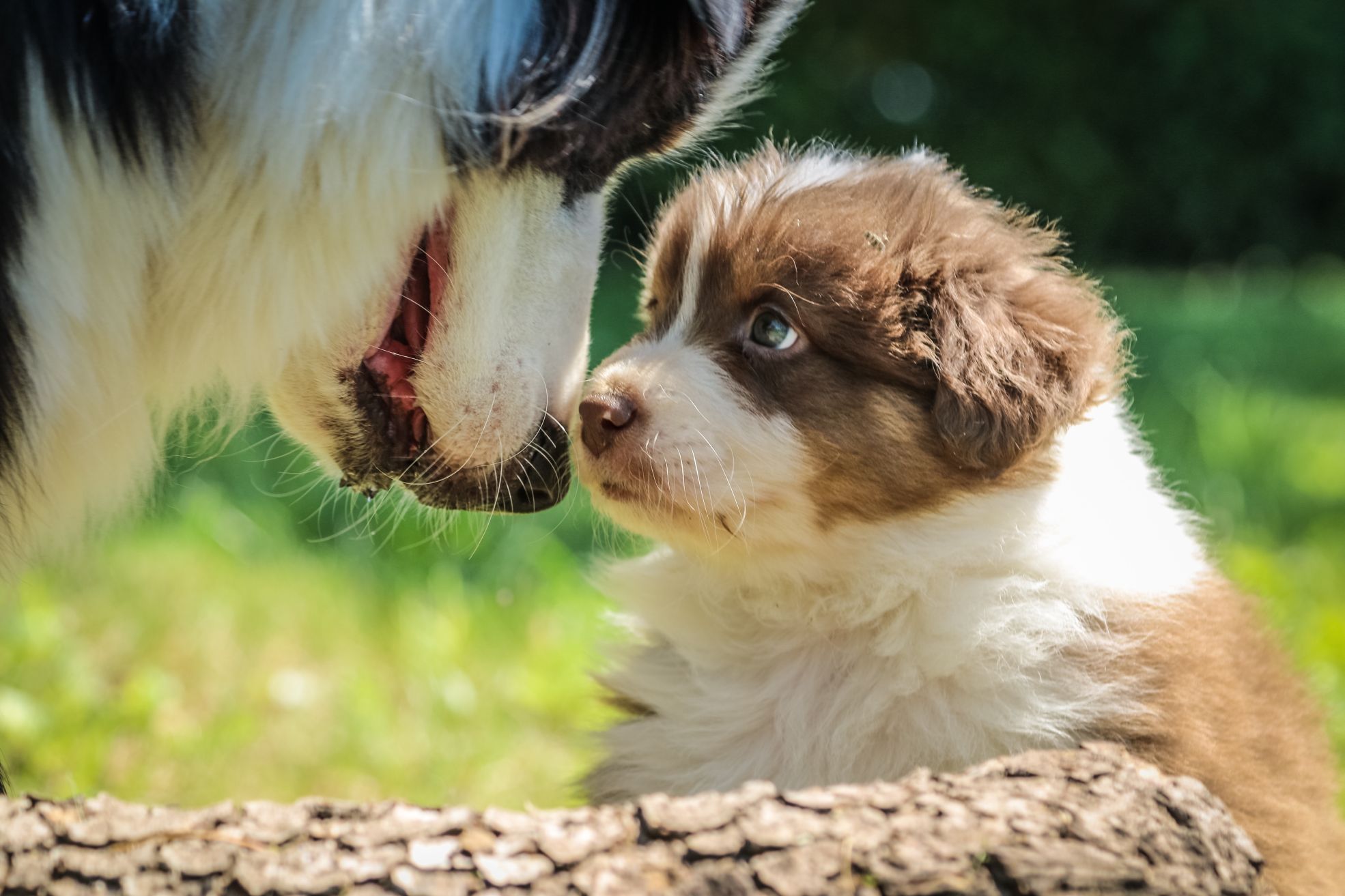 Concurso Cachorro do Ano está na reta final e vai eleger o cachorro mais carismático de Curitiba e RM. Foto: Jametlene Reskp/Unsplash