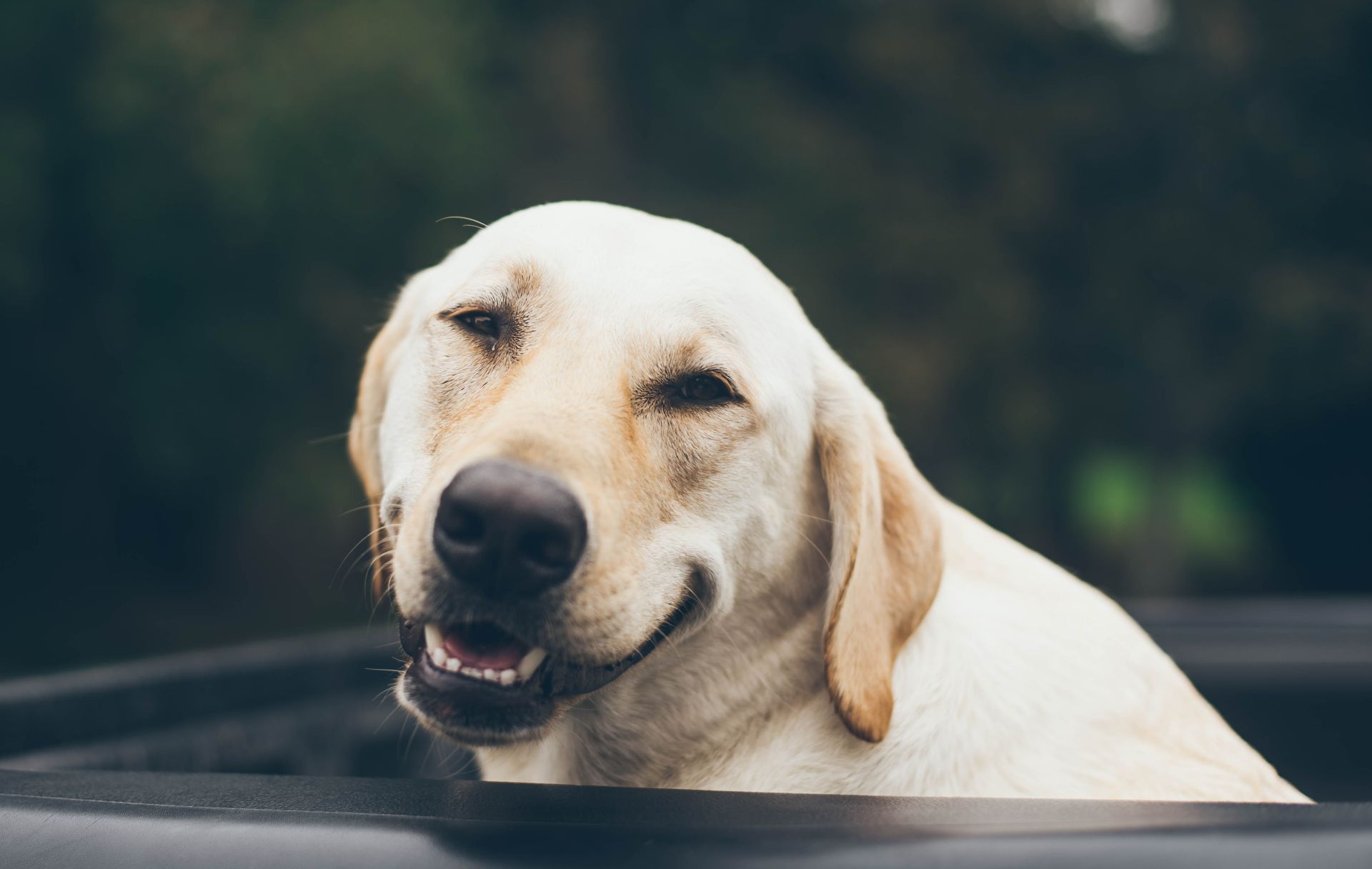 Finalizado o concurso Cachorro do Ano! Mais de 2 toneladas de rações serão doadas para as ONGs que cuidam dos cachorros sem lar. Foto: Jonathan Daniels/Unsplash