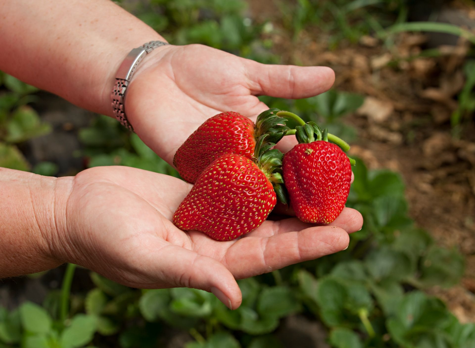 Setembro é época de colher morangos direto do pé em algumas propriedades rurais perto de Curitiba. Foto: Alexandre Mazzo/Gazeta do Povo