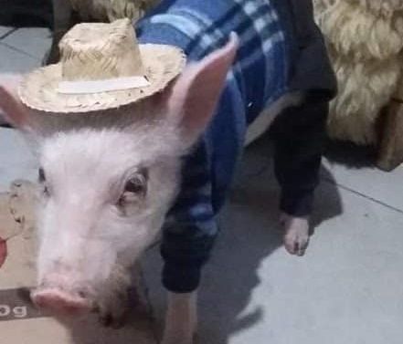 Família receia que Tody, que tem pouco mais de um ano, vire alimento em época do Natal. Foto: arquivo pessoal.