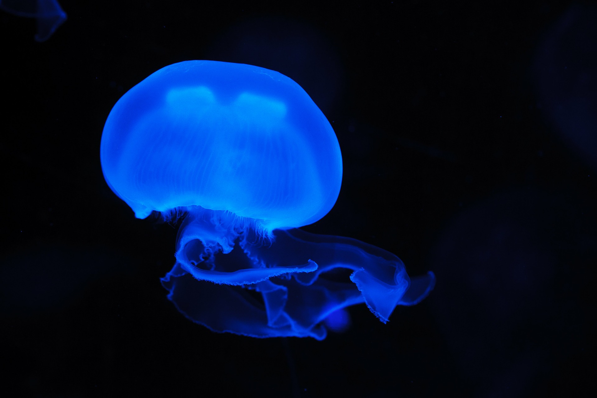 A água-viva é transparente, o que dificulta sua identificação dentro da água. Foto: Pixabay A água-viva é transparente, o que dificulta sua identificação dentro da água. Foto: Pixabay