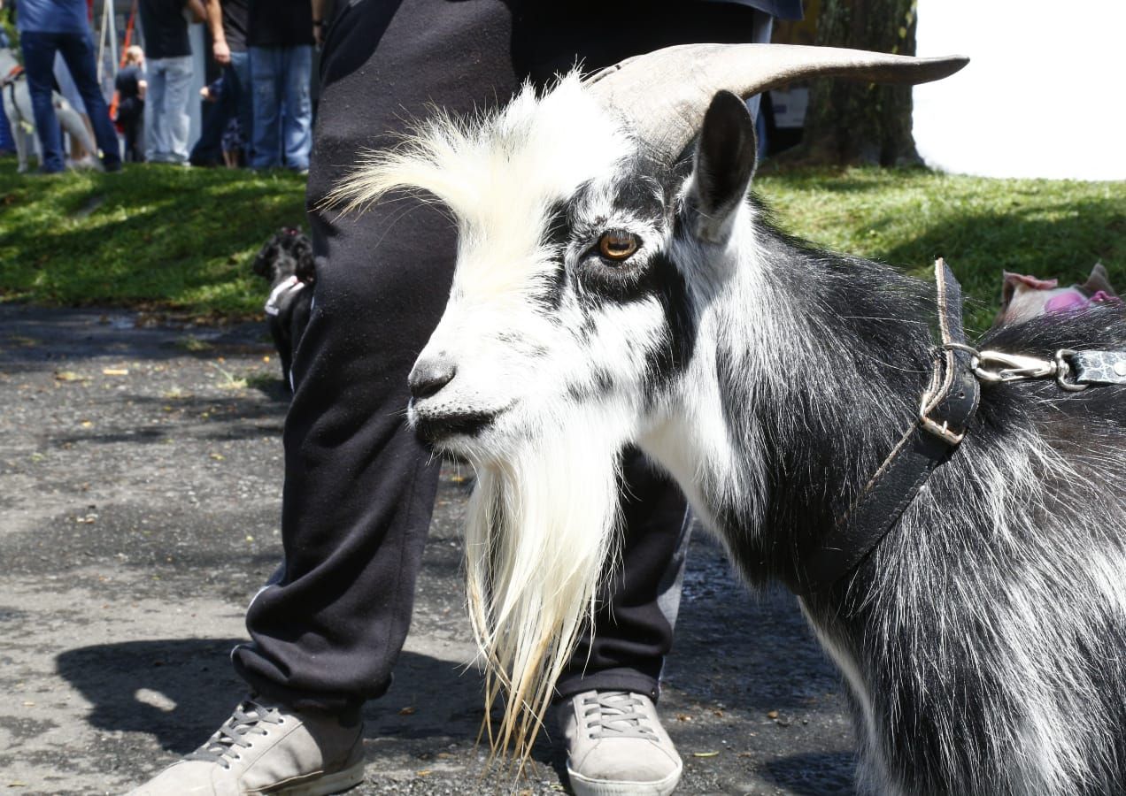 O bode Paçoca. Foto: Aniele Nascimento/Gazeta do Povo. 