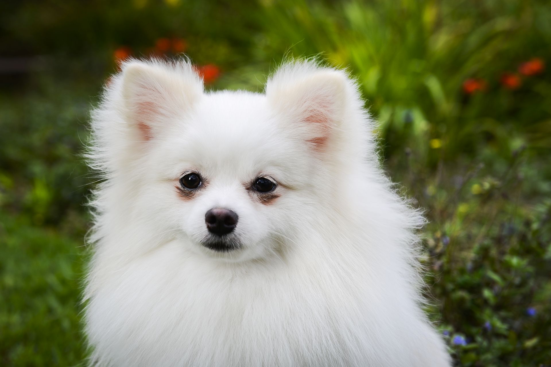 Snow faz companhia para dois pets idosos e "alegrou" a casa. Foto: Letícia Akemi/Gazeta do Povo. 