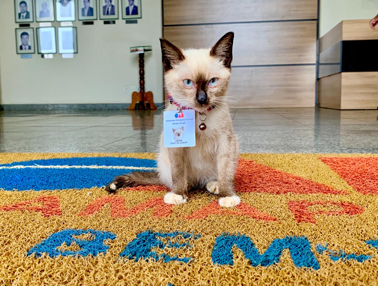 O caso do "funcionário" de quatro patas foi parar na reunião da diretoria da OAB, quando decidiram adotar o animal.  Foto: Reprodução/Facebook