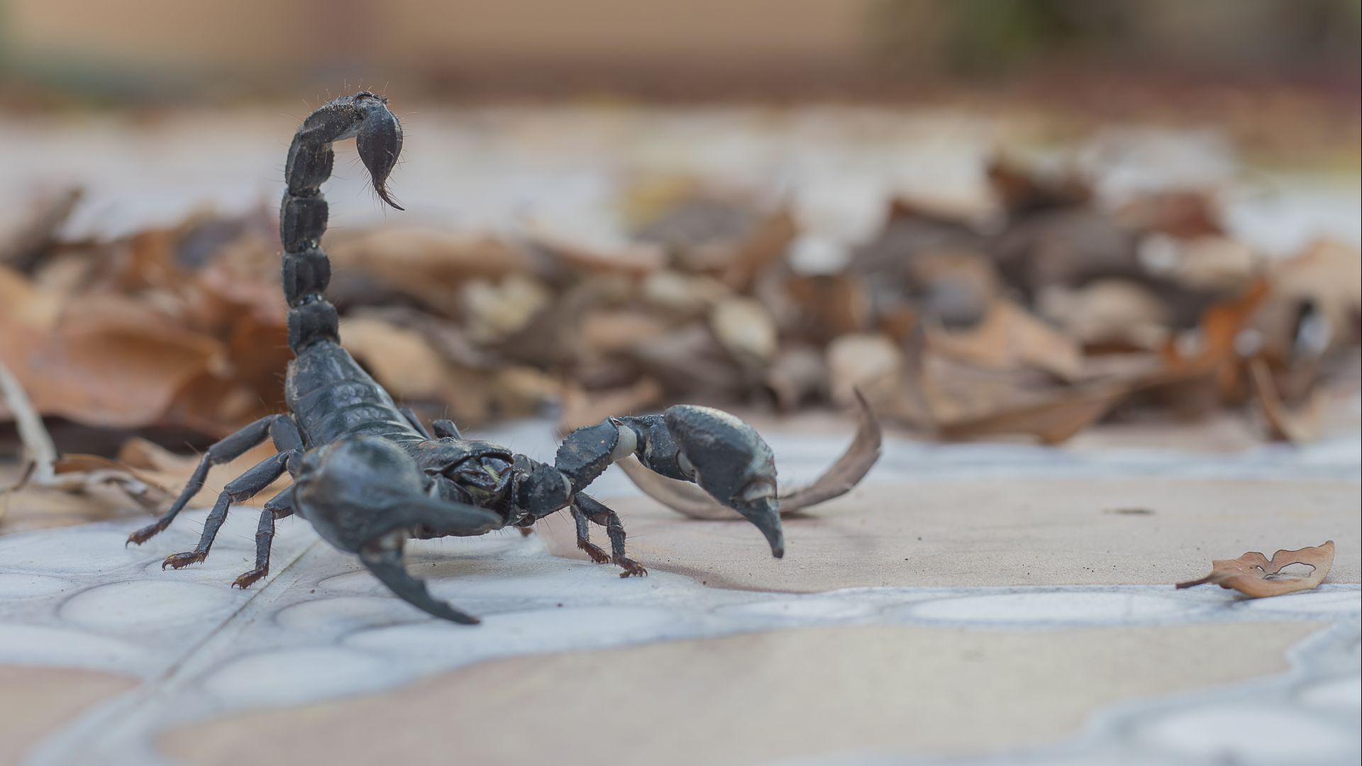 Picada de escorpião, especialmente em crianças e idosos, é preocupante, pois pode levar à morte (Foto: Bigstock) 