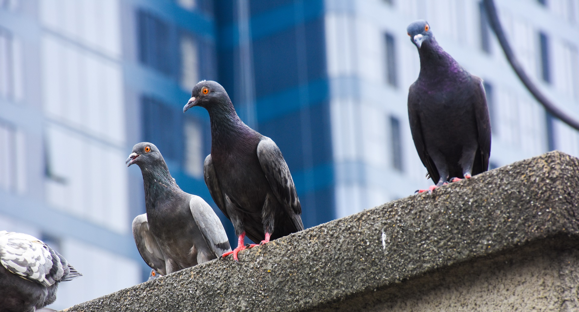 Controle das aves passa por não deixar alimentos ou lixo exposto, impedir o acesso e o abrigo desses animais em locais com maior fluxo de pessoas Foto: Bigstock.
