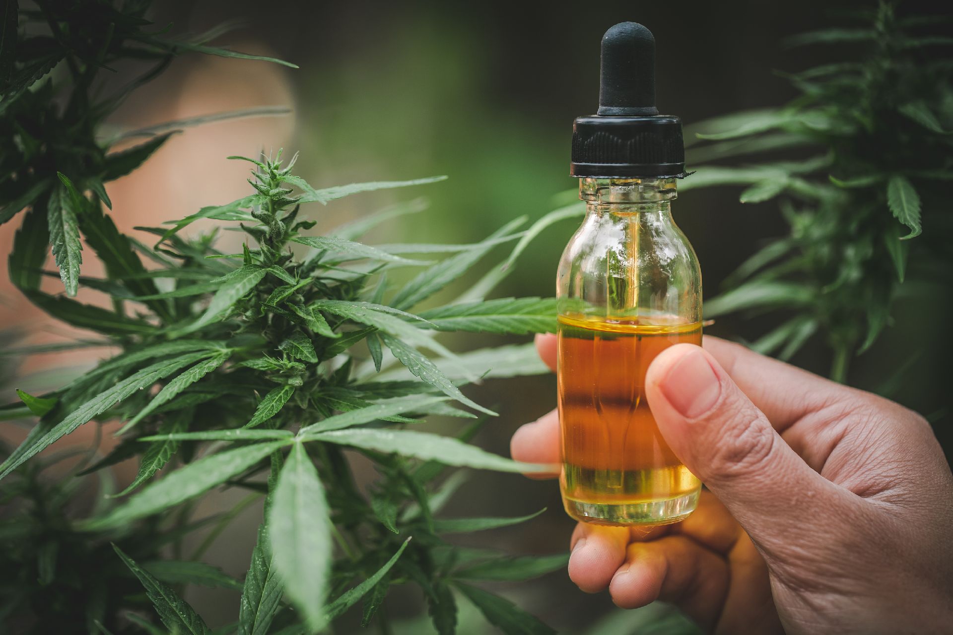 Plantio para fins medicinais e científicos pode ofertar remédios mais seguros e baratos a população, opinou diretor-geral da Anvisa. Foto: Bigstock Plantio para fins medicinais e científicos pode ofertar remédios mais seguros e baratos a população, opinou diretor-geral da Anvisa. Foto: Bigstock