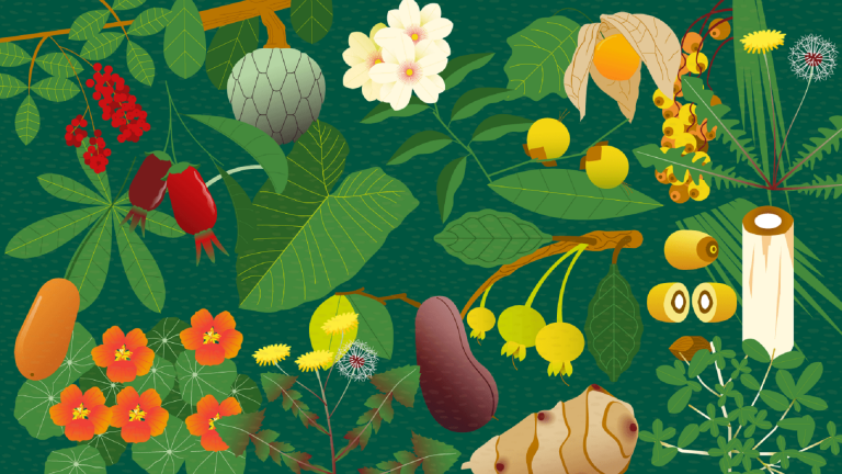 As plantas e frutos brasileiros têm aspecto nutricional excelente e devem ser incluídos no cardápio diário. Foto: Bigstock.