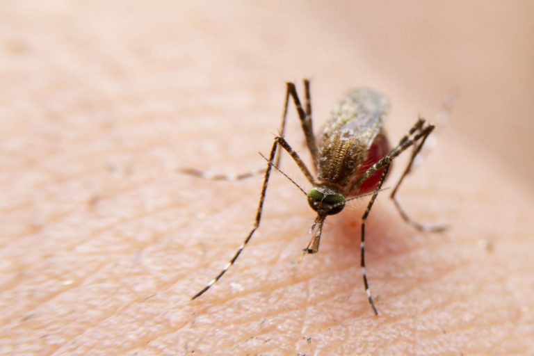 Dengue mata quase 700 pessoas no país em 2019 Foto: Bigstock.