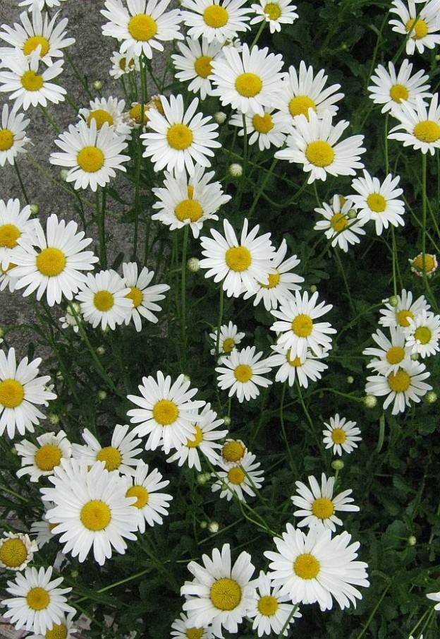 Fabiola P. dos Santos