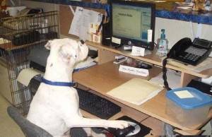 Já pensou em levar seu pet para o trabalho?
