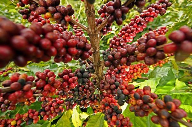 Albari Rosa/ Gazeta do Povo