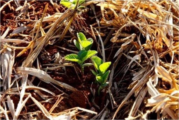Hugo Harada/Gazeta do Povo