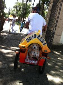 Seu cachorrinho pode ir e vir de bike para a pet shop