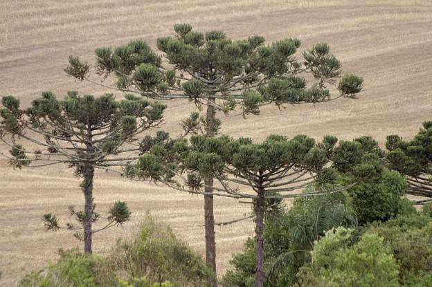 Henry Milléo/ Gazeta do Povo