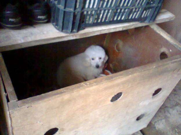 Sociedade Protetora dos Animais