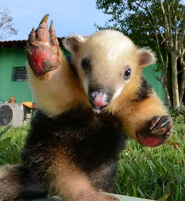 Polícia Ambiental/Divulgação