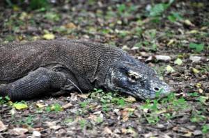 Na terra dos dragões de Komodo
