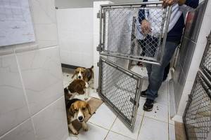 Resgate dos beagles em São Roque, interior de São Paulo. A visão de cada religião sobre o uso de animais em pesquisas deriva do modo como cada crença vê a posição do homem dentro da criação. (Foto: Avener Prado/Folhapress)