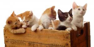 Entenda por que as gatas dão cria no verão