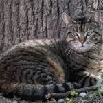 Milão inaugura o primeiro “gattoparco” da Itália Milão inaugura o primeiro “gattoparco” da Itália