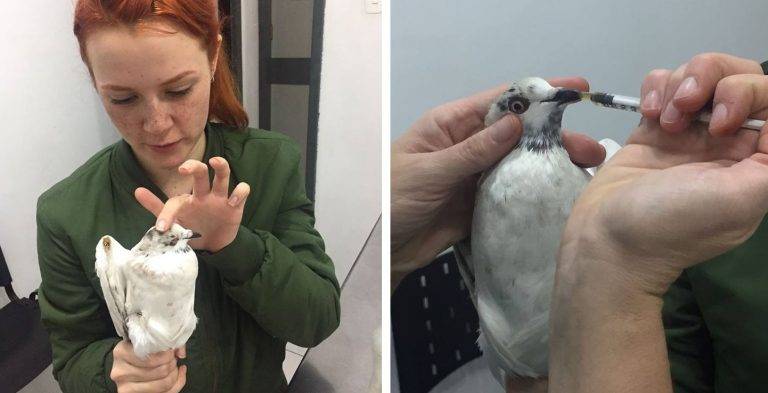 Jovem leva pomba machucada ao veterinário em Curitiba e viraliza com relato da situação Jovem leva pomba machucada ao veterinário em Curitiba e viraliza com relato da situação