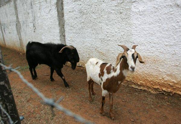 Foto: Josué Teixeira/Gazeta do Povo