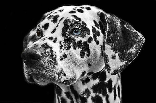 Pixabay