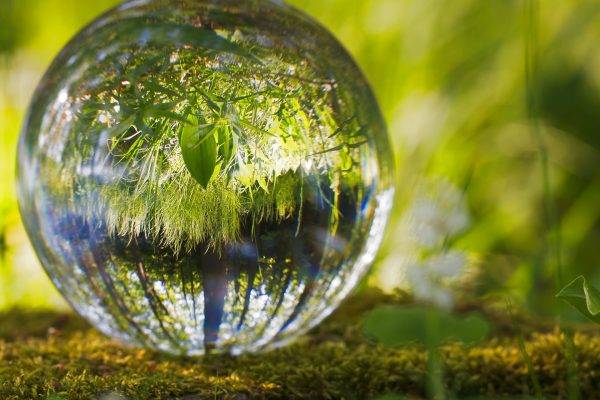 OSCIP: titulação que ainda interessa às organizações de defesa do meio ambiente