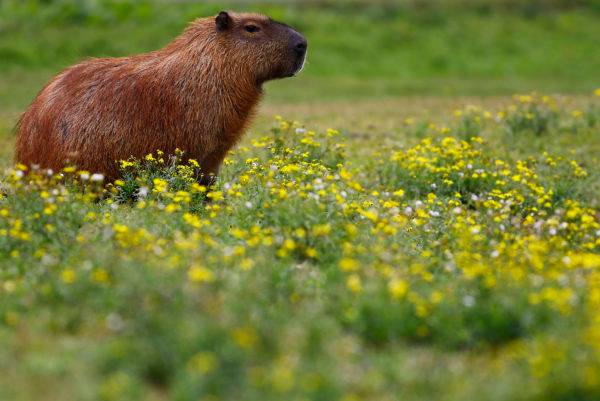 Legítima defesa rural e a licença para matar capivaras