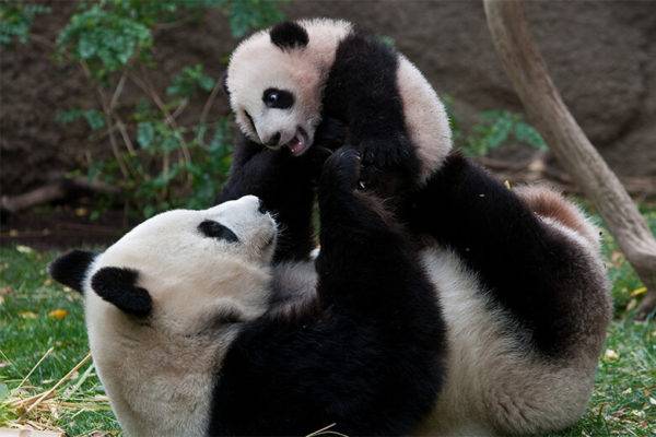 Foto: San Diego Zoo