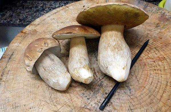 Cogumelos Porcini enormes estão chegando de Palmeira. Para se ter uma ideia das dimensões, observe o lápis abaixo deles. (Foto/ Anacreon de Téos)